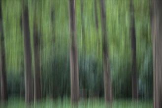 Ghost forest on West Lake