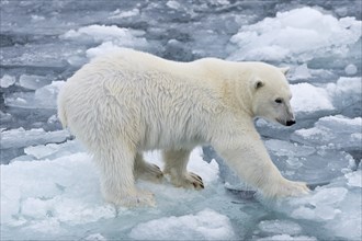 Polar bear (Ursus maritimus) testing the pack-ice