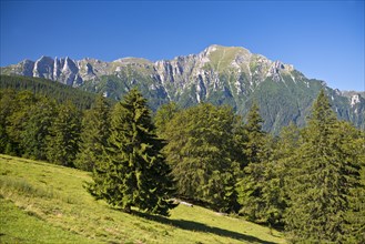 Mountain meadow with the Bucegi Mountains