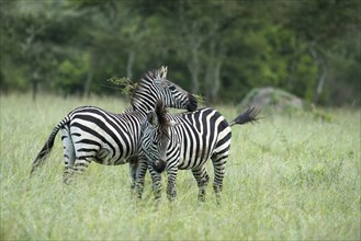 Plains zebras (Equus quagga)