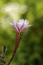 Hedgehog cactus (Echinopsis oxygona)