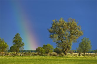 Rainbow over a Willow (Salix)
