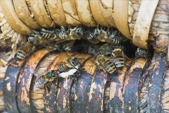 Honey bees (Apis mellifera) at the entrance hole of a beehive