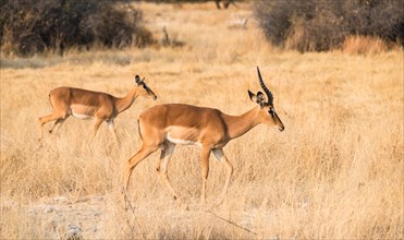 Impalas (Aepyceros melampus petersi)