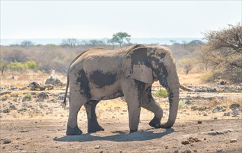 African Bush Elephant (Loxodonta africana) taking a dust bath