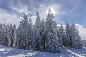 Coniferous trees on the edge of the forest with snow and hoarfrost