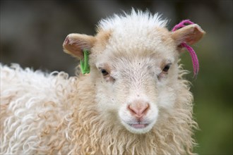 Lamb with ear marks