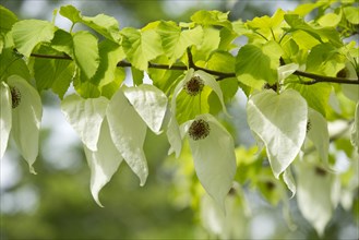 Handkerchief tree (Davidia involucrata) flowers and leaves