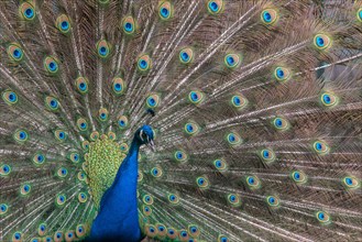 Indian Peafowl or Blue Peafowl (Pavo cristatus)
