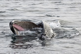 Humpback Whale (Megaptera novaeangliae) foraging at the sea surface