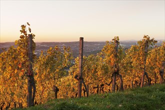 Vineyard at sunset in autumn