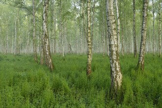 Forest of Downy Birch or White Birch (Betula pubescens) in a light mist