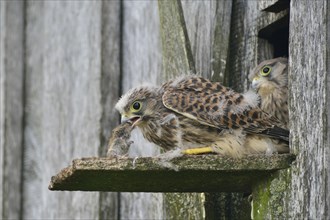 Common Kestrels (Falco tinnunculus)