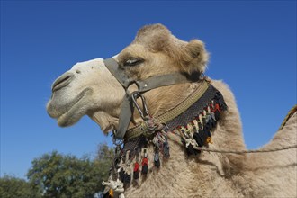 Camel with bridle