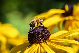 Honey bee (Apis mellifera) sits on yellow flower