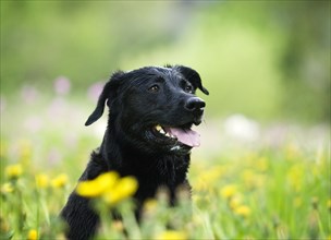 Wet black Rottweiler crossbreed sitting on flower meadow