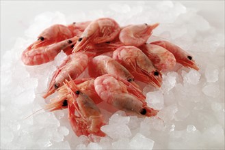 Fresh prawns on crushed ice
