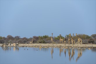 Giraffes (Giraffa camelopardis) Klein Namutoni waterhole