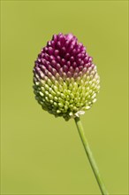 Round-headed leek (Allium sphaerocephalum)