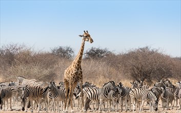 Giraffe (Giraffa camelopardis) and herd of Burchell's Zebras (Equus quagga burchellii) at the Tsumcor water hole