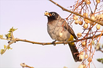 White-spectacled Bulbul or Yellow-vented Bulbul (Pycnonotus xanthopygos) eating berries on a branch