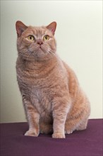 British Shorthair cat