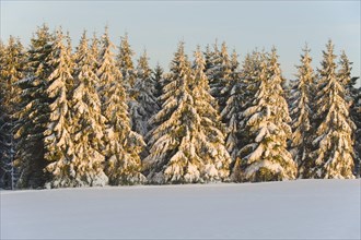 Norway spruce (Picea abies) covered with snow in the evening light