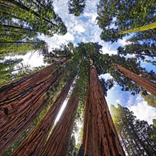 Giant sequoia trees (Sequoiadendron giganteum)
