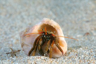 Hermit Crab (Clibanarius erythropus)