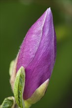 Magnolia (Magnolia)