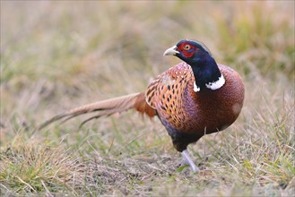 Pheasant (Phasianus colchicus) on a meadow in autumn