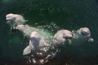 A school of Beluga Whales or White Whales (Delphinapterus leucas)