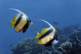 Red Sea Bannerfish (Heniochus intermedius) at a coral reef
