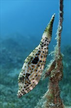 Scrawled Filefish (Aluterus scriptus) at a rope