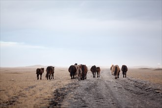 Herd of Icelandic Horses