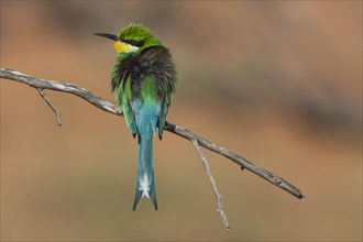 Swallow-tailed Bee-eater (Merops hirundineus)