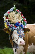 Decorated cow