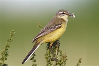 Western Yellow Wagtail (Motacilla flava) perched with prey