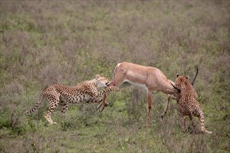 Cheetah (Acinonyx jubatus) mother and young overwhelming a Grant's gazelle (Nanger granti)