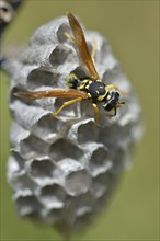 European Paper Wasp (Polistes dominula) on a wasp nest