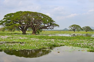Trees on the artificial lake Tissa Wewa