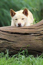 Dingo (Canis familiaris dingo)