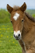 A few days old foal on the pasture