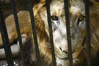Lion (Panthera leo) in a cage behind bars