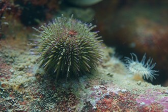 Green sea urchin (Psammechinus miliaris)