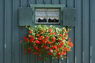 Window with shutters and flower box with geraniums (Pelargonium sp.) on petrol-coloured wooden hut