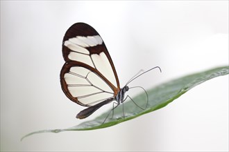 Glasswinged Butterfly (Greta oto)