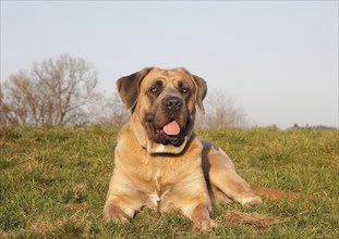 Cane Corso