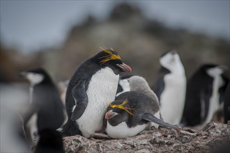A pair of Macaroni Penguins (Eudyptes chrysolophus) breeds in a colony of Chinstrap penguins (Pygoscelis antarctica)