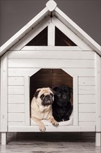 Beige and Black Pugs in a kennel